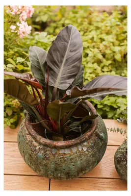 Produktbild von Vosteen Design Blumentopf / Pflanzgefäß Terrakotta grün ø 40 cm x H 27 cm