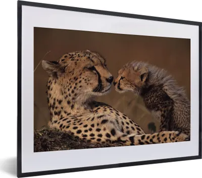 Produktbild von MuchoWow® MuchoWow® Gerahmtes Poster Gepardenmutter und Jungtier 40x30 cm - Poster mit zchwarzem Bilderrahmen - Bilderrahmen - Poster im Rahmen