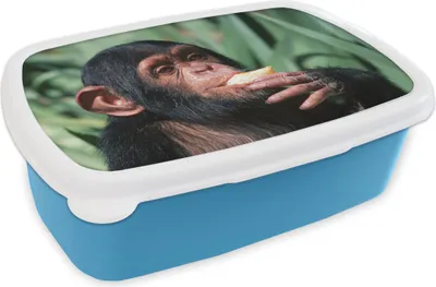 Produktbild von KitchenYeah® Lunchbox Brotzeit Brotdose 17x11 cm Nahaufnahme essender Schimpansen-Affe Kinder Brotzeitdose - Lunch - Kunststoff  - Brotbüchse - Sandwichbox - Lunchbox für Kinder