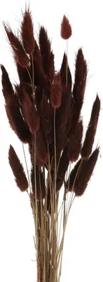 Produktbild von Trockenfloristik Deko-Gras Lagurus Braun, Samtgras Hasenschwänzchen, 35–50cm, 25g