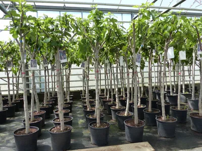 Produktbild von Feigenbaum 150-180 cm Obstbaum winterhart kräftiger Stamm, Ficus Carica, Feige, Obst