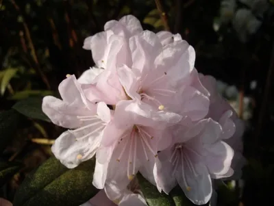 Produktbild von Alpenrose Schneekoppe - Rhododendron carolinianum Schneekoppe 30-40cm