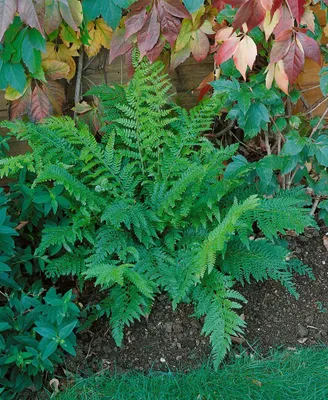 Zdjęcie produktu dla Polystichum setiferum 'Prolif.Dahlem', paproć, doniczka ok. 9x9 cm