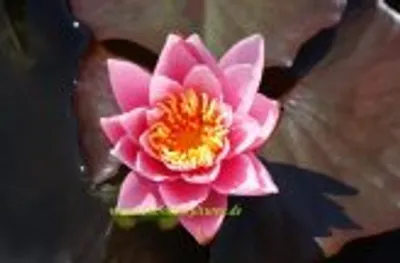 Produktbild von 1 SEEROSE der Sorte Rosennymphe, rosa, Teich
