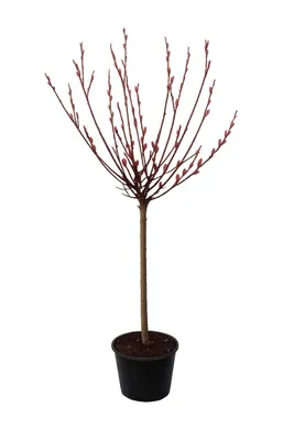 Produktbild von Rosa Riesen-Salweide Mount Aso Stämmchen 100-120 cm – Salix gracilistyla ‚Mount Aso‘ – Kätzchenweide mit rosa Weidenkätzchen