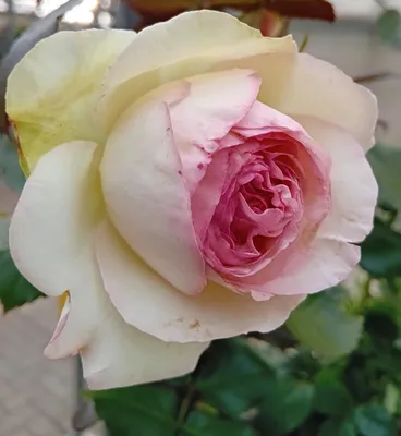 Immagine prodotto di Rosa a cespuglio Eden - Rosa rosa pallido in vaso grande da 7 litri