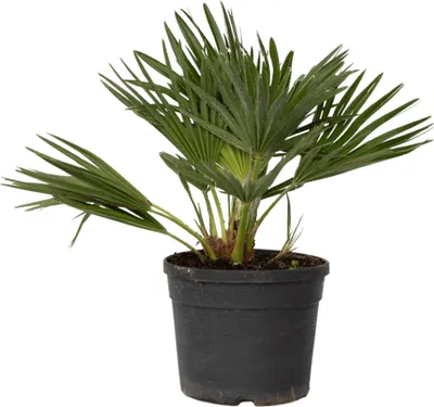 Produktbild von Karłatka niska - Chamaerops 'Vulcano' - Wysokość 35-45cm - ⌀19cm