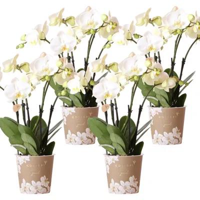 Obrázek produktu pro Kolibri Orchids KOMBINOVANÁ NABÍDKA 4 bílých orchidejí – Ghent – velikost květináče 12 cm