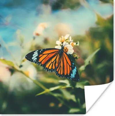 Produktbild von MuchoWow® Poster Schmetterling - Blumen - Garten 75x75 cm - Wand Dekoration