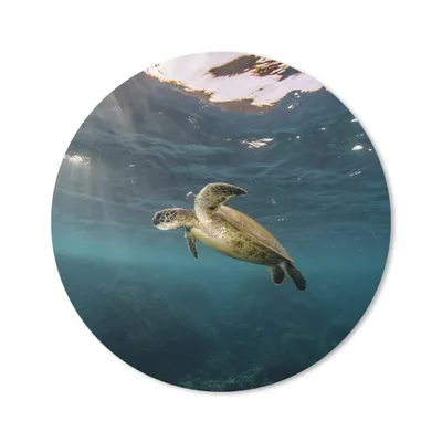 Produktbild von MuchoWow® Mauspad Mousepad Schildkröte im klaren Wasser 20x20 cm - Mousepads - Maus Mat - Pad - Mausunterlage - Schreibtischmatte