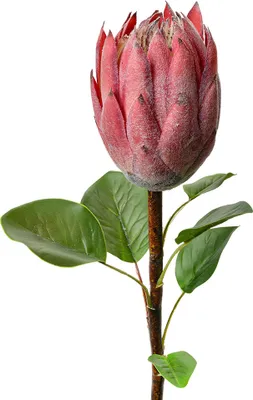 Immagine prodotto di Fiore artificiale Clayre & Eef 65 cm plastica rosa