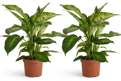 Produktbild von 2x Dieffenbachia Compacta P12 H30, KI-generiertes Bild