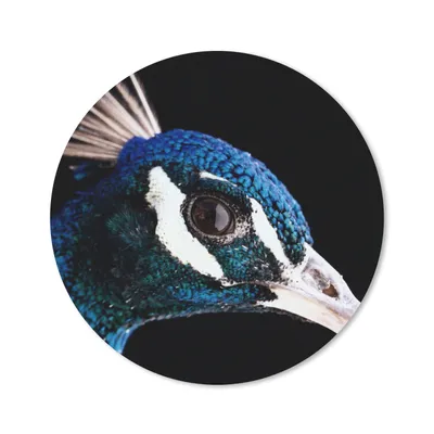 Produktbild von MuchoWow® Mauspad Mousepad Pfau - Tier - Blau 50x50 cm - Mousepads - Maus Mat - Pad - Mausunterlage - Vinyl