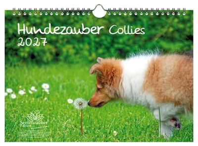 Produktbild von Hundezauber Collies DIN A4 Kalender für 2027 Welpen und Hunde