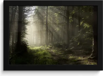 Produktbild von MuchoWow® MuchoWow® Gerahmtes Poster Wald - Baum - Nebel 30x20 cm - Poster mit zchwarzem Bilderrahmen - Kunstdruck - Bild-Poster