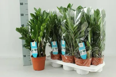 Obrázek produktu pro Zamioculcas Zamiifolia „Štastné perí“ Ø14cm, výška 55cm, nenárocná pokojová