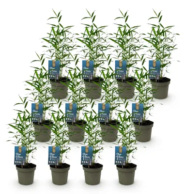 Image de Green boutiQ - Bambou - Fargesia Blue Dragon - À feuillage persistant - Non envahissant - Vert - 12 plants - Pot de 14 cm - Hauteur 35 cm