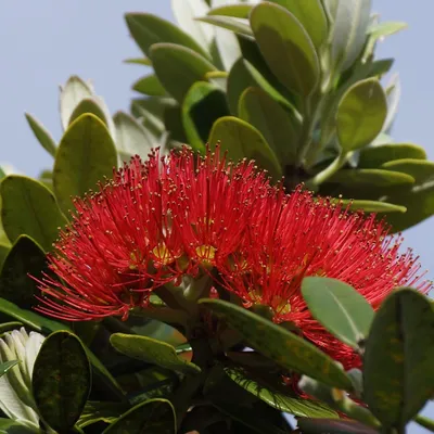 Obrázek produktu pro Pohutukawa (Metrosideros excelsa) – 20 semen