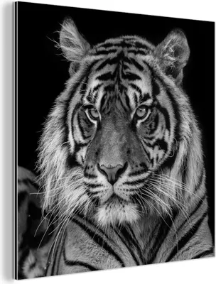Obrázok produktu pre Nástenná dekorácia Kovový kovový obraz Wall Art 50x50cm Tiger sumatranský na čiernom pozadí v čiernobielej farbe Muchowow Hliníkové obrazy