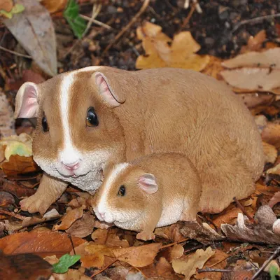 Produktbild von Meerschweinchen Mutter+Kind