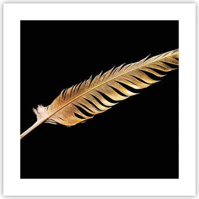 Produktbild von Poster - Poster ohne Rahmen - Golden Feder Schwarz - 40x40 cm - Wand Bild - Wanddeko - Wandbilder - Kunstposter - Wandposter - Bilder - Kunstdruck - Wanddekoration - Wandbild - P2XAC40x40-4887