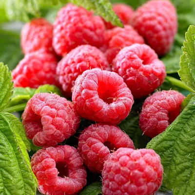 A close-up view of several ripe raspberries nestled among green leaves.