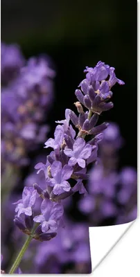 Produktbild von MuchoWow® Poster Nahaufnahme von lila Lavendel auf schwarzem Hintergrund 20x40 cm - Plakat - Foto