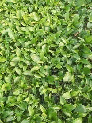 Obrázok produktu pre 6 x Disporopsis pernyi - Disporopsis - kvetináč 9 x 9 cm