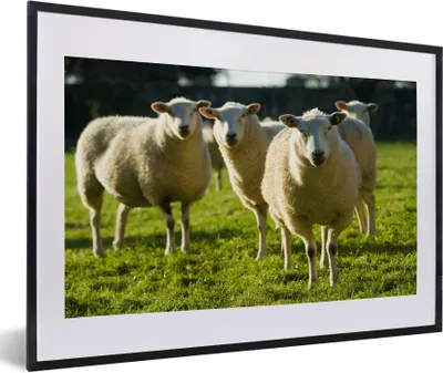 Produktbild von MuchoWow® Gerahmtes Poster Schafe - Tiere - Wolle 60x40 cm - Poster mit Schwarzem Bilderrahmen Wandposter Rahmen Foto Bilder - Schlafzimmer - Plakat in Rahmen - Drucken