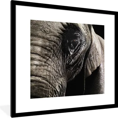 Produktbild von MuchoWow® Gerahmtes Poster Nahaufnahme eines Elefanten auf dunklem Hintergrund 40x40 cm - Poster mit Schwarzem Bilderrahmen Wandposter Rahmen Foto Bilder - Poster - Plakat im Rahmen