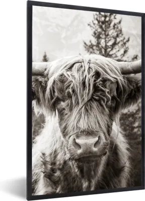 Produktbild von MuchoWow® Gerahmtes Poster Schottischer Highlander - Kuh - Tiere - Schwarz - Weiß 20x30 cm - Poster mit Schwarzem Bilderrahmen Wandposter Rahmen Foto Bilder - Drucken - Bilder Poster im Rahmen
