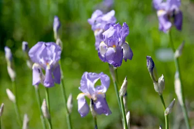 Produktbild von Iris pallida ssp. dalmatica, Schwertlilie, lavendelblau, ca. 11x11 cm Topf