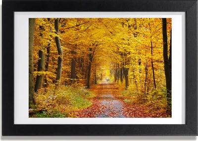 Produktbild von Bild 30x20 MDF-Rahmen, Wandkunst Wald im Herbst