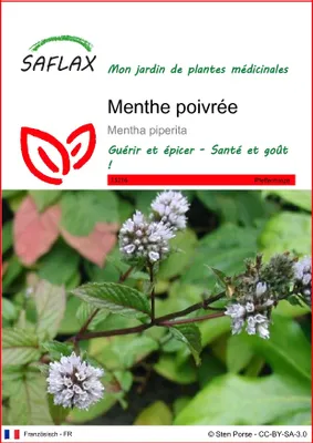 Image de SAFLAX  - Menthe poivrée - 300 graines - Mentha