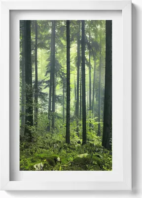 Produktbild von Landschaft mit Bäumen und Waldvegetation– Wandbild mit Rahmen – Gerahmtes Bild  – Wanddekoration – 20x30 cm – Weiß