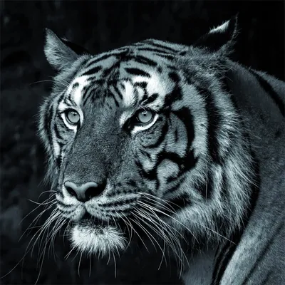 Produktbild von Leinwandbild Tiger - ca. 35 x 35cm