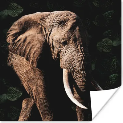 Produktbild von MuchoWow® Poster Elefant - Tiere - Zähne 100x100 cm - Babyzimmer