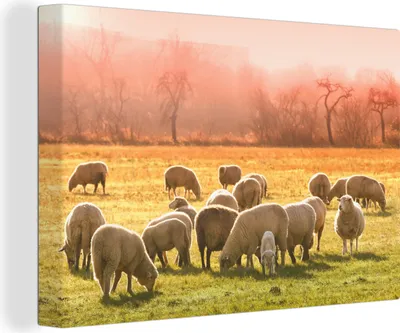 Produktbild von OneMillionCanvasses® - Leinwandbilder - 140x90 cm, Tiere - Schafe - Gras, Wandbilder Kunstdruck Wanddekoration