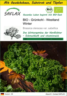 Produktbild von SAFLAX Anzucht Set - BIO - Grünkohl - Westland Winter - Brassica oleracea var. sabellica - 70 Samen - Mit Mini-Gewächshaus, Anzuchtsubstrat und 2 Töpfen