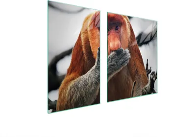 Produktbild von Herdabdeckplatten 2 teilig 100x52 Glaskeramikkochfeld Abdeckung Glas Schneidebrett Nasenaffe Tier