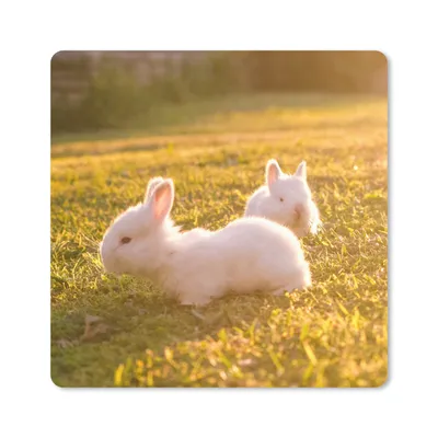 Obrázok produktu pre Podložka pod myš - Králiky - Mláďatá - biele - 20x20cm - Rohožka pod myš