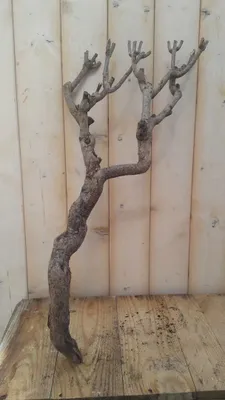 Produktbild von Dekoration Zweig klein 20 bis 30 cm