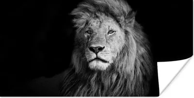 Produktbild von MuchoWow® Poster Wildlife - Löwe - Schwarz - Weiß 40x20 cm - Poster für die Wand - Poster Schlafzimmer