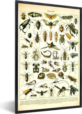 Produktbild von MuchoWow® Gerahmtes Poster Insekten - Tiere - Jahrgang 60x90 cm - Poster mit Schwarzem Bilderrahmen Wandposter Rahmen Foto Bilder - Kunst