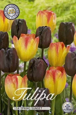 Artikelbild 1 von 'Tulpe Spring Sunset (15 Stück)' aus der Kategorie Tulpenzwiebeln