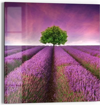Produktbild von DEQORI Glasbild Echtglas 50x50 cm 'Baum in Lavendelreihen' Wandbild Bild modern Deko