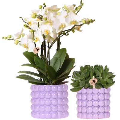 Productafbeelding van plantenset Poppy paars cadeau-idee Ø12cm Ø9cm kamerplant groene plant bloemen