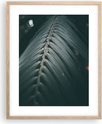 Produktbild von Gerahmtes Poster - Rahmen in heller Eiche - Blatt Palme exotisch - 40x50 cm - Wand Bild - Wanddeko - Wandbilder - Kunstposter - Wandposter - Bilderrahmen - Bilder - Kunstdruck - P2NPA40x50-4907