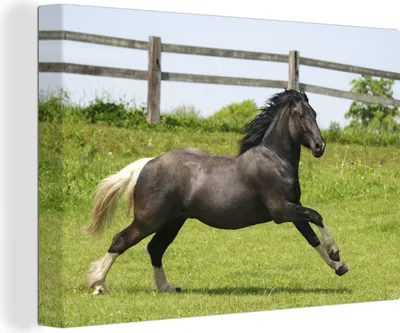 Produktbild von OneMillionCanvasses® - Leinwandbilder - 140x90 cm, Pferde - Gras - Zaun, Wandbilder Kunstdruck Wanddekoration