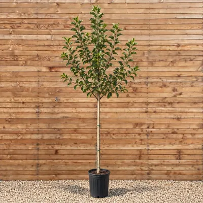 Produktbild von Apfelbaum Hochstamm Golden Delicious 200-250 cm, Stammumfang 6-8 cm - Malus domestica Hochstamm